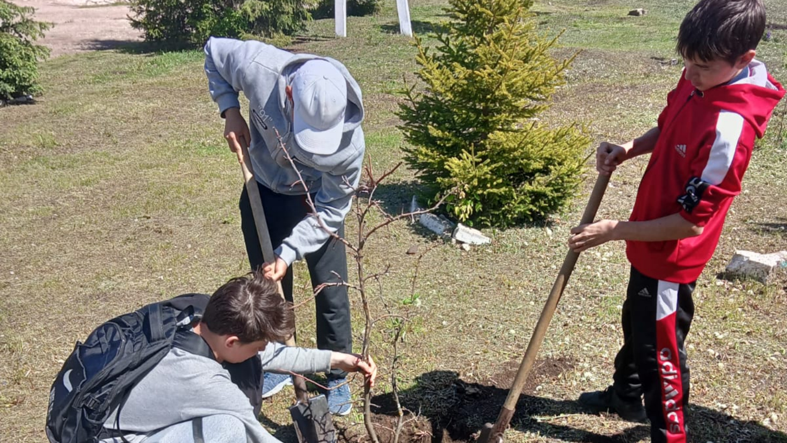 В Заинске продолжается экологическая акция «Посади дерево» | 24.05.2024 |  Заинск - БезФормата