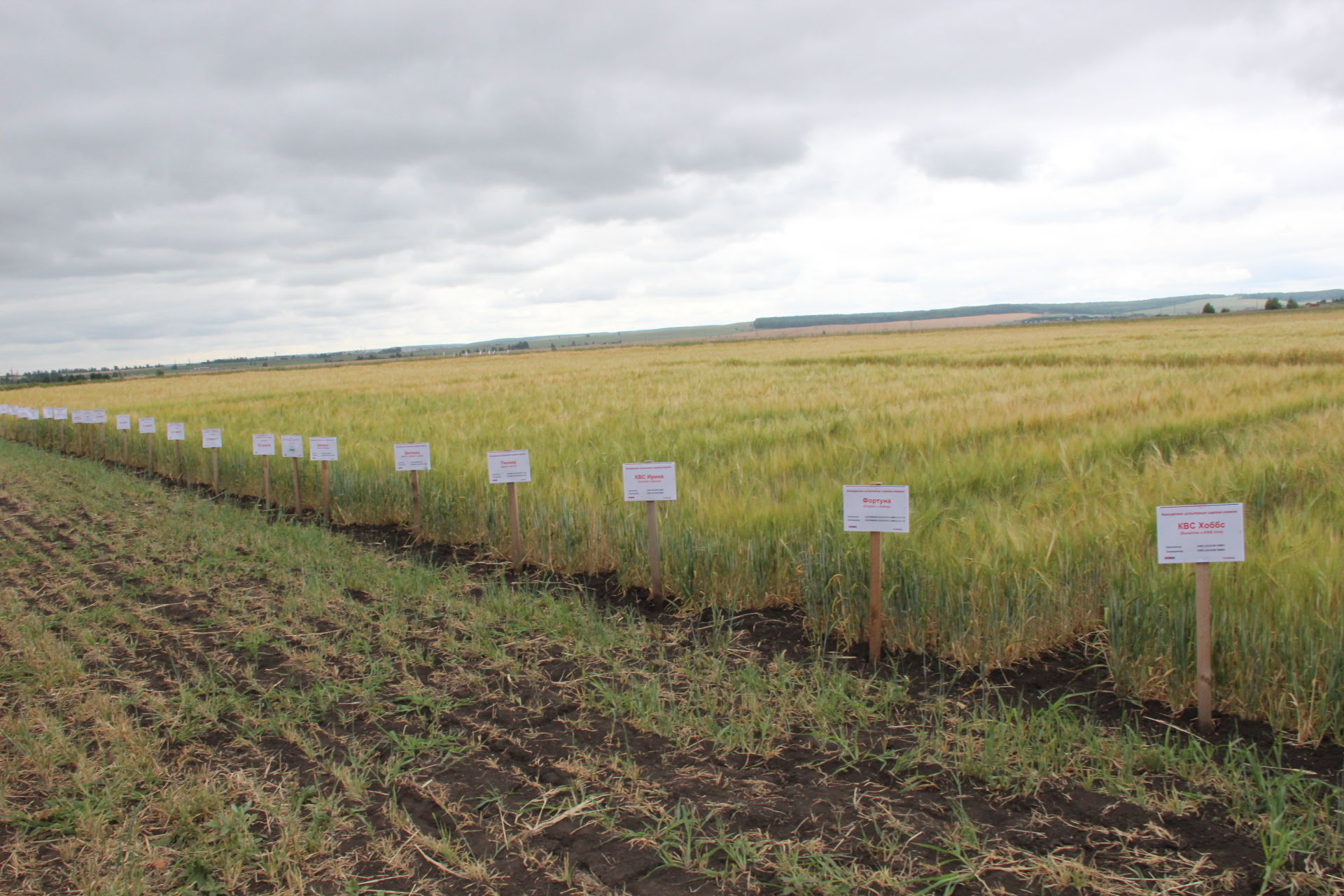 Аграрии со всего Татарстана увидели, как с помощью современных технологий выращивают зерновые в Заинском районе