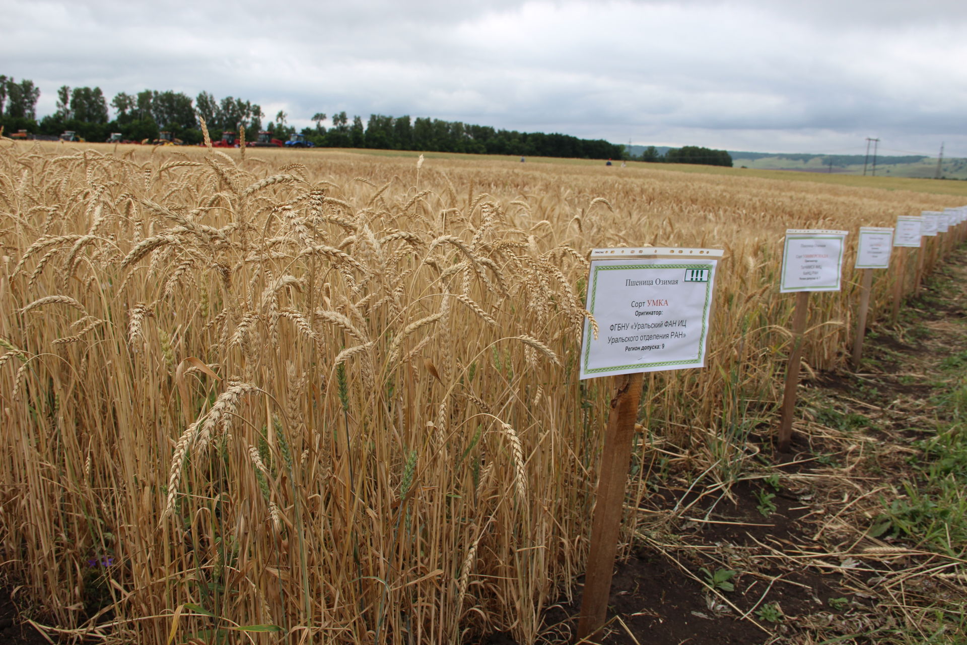 Аграрии со всего Татарстана увидели, как с помощью современных технологий выращивают зерновые в Заинском районе