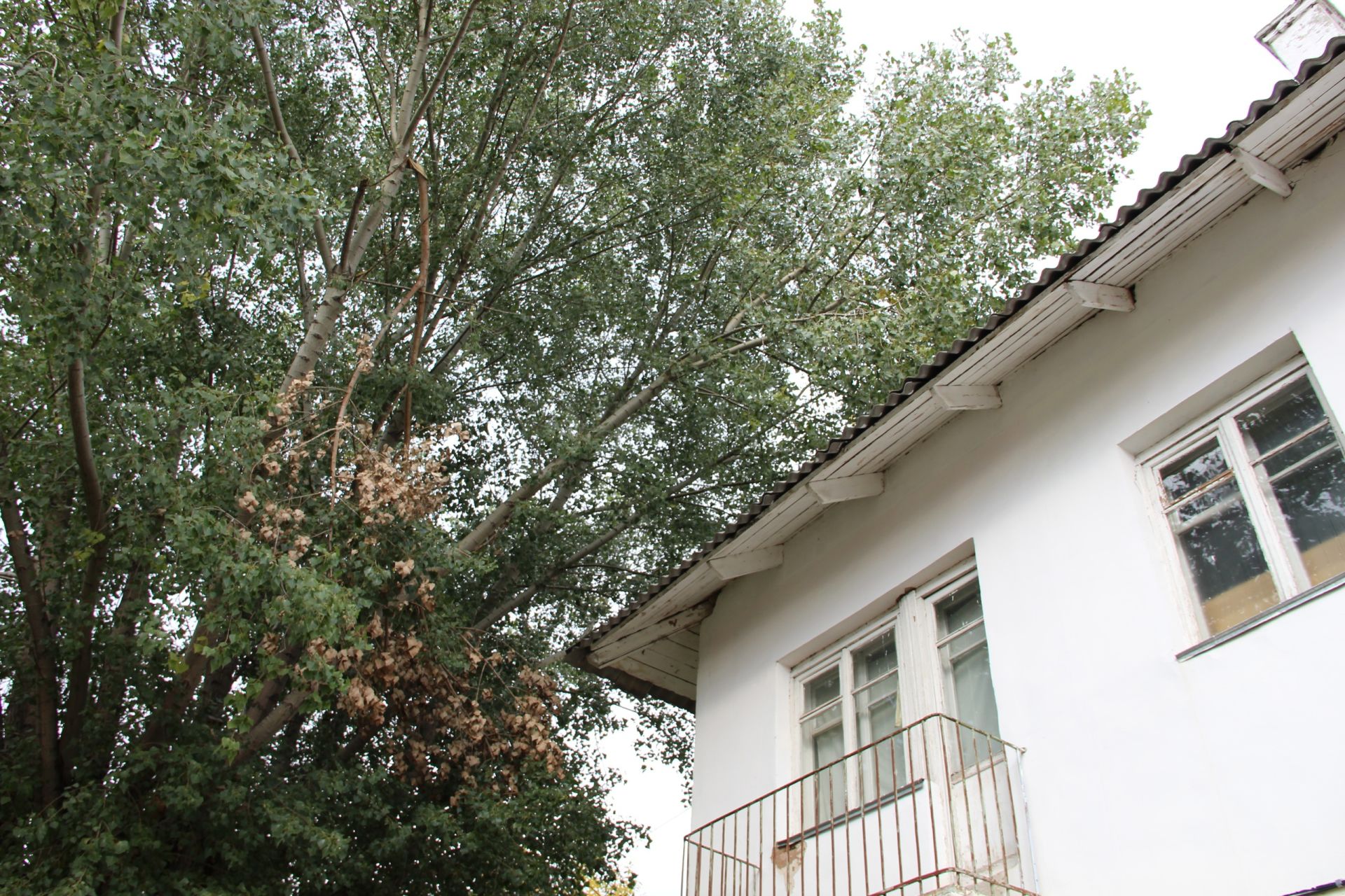 Фанида Ашрапова: «Дерево разрушает мой дом»