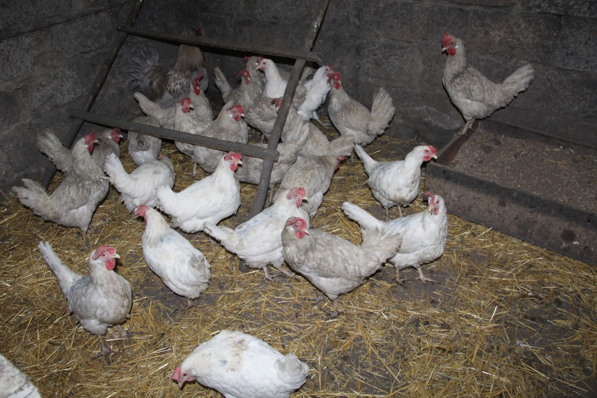 Эпидемии в животном мире: заинцев предупредили о заболеваниях птиц и крупно-рогатого скота