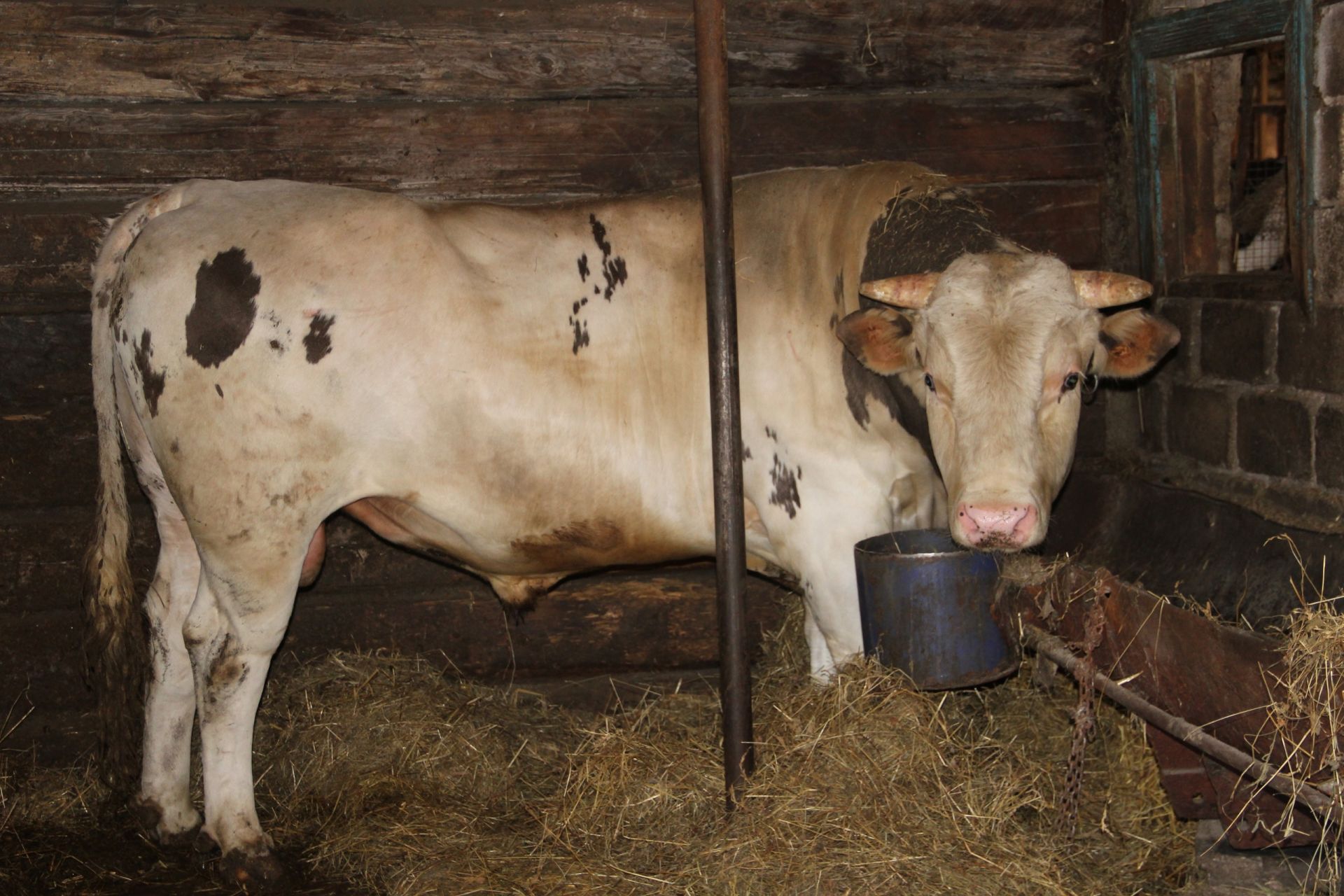 Заинский фермер Сергей Михайлов разводит коров, быков и лошадей