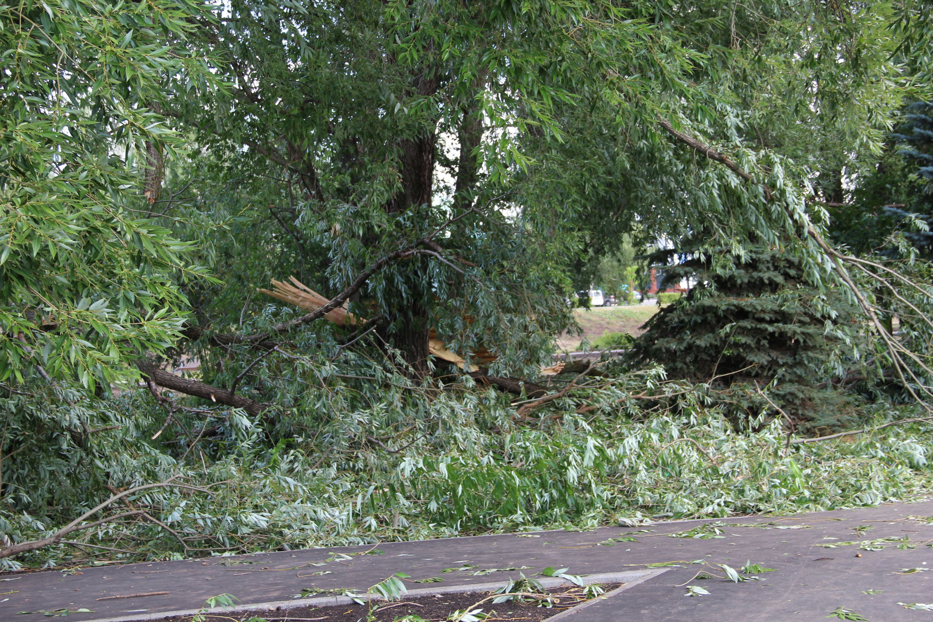 Десятки поваленных деревьев оставил после себя в Заинске ураганный ветер