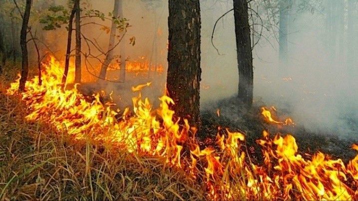 Лесные пожары&nbsp;вызывают тревогу по всей стране и республике