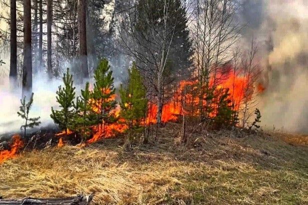 Лесные пожары&nbsp;вызывают тревогу по всей стране и республике