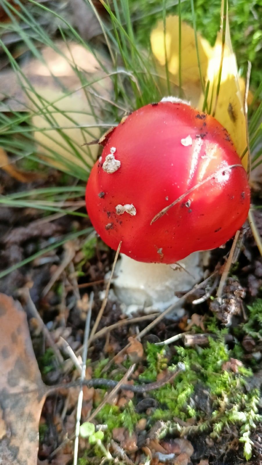 Типичные признаки съедобных грибов в осеннем лесу
