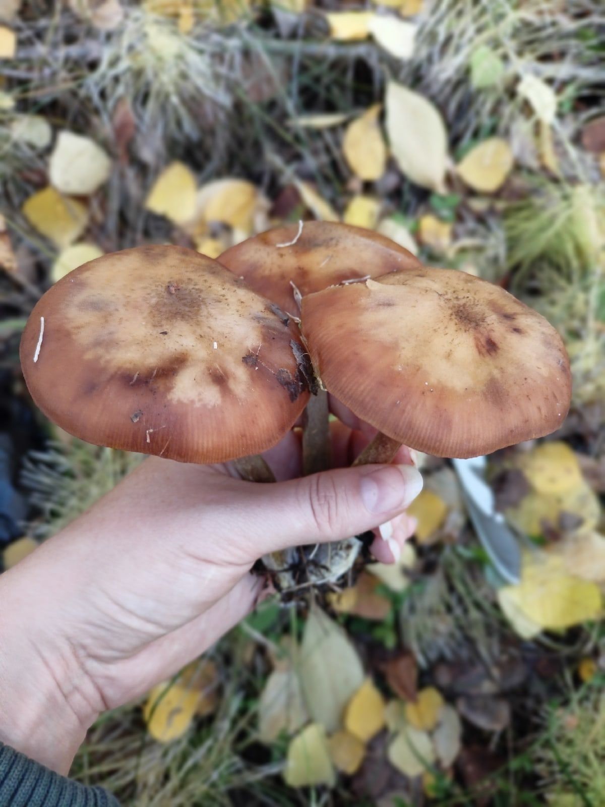 Типичные признаки съедобных грибов в осеннем лесу