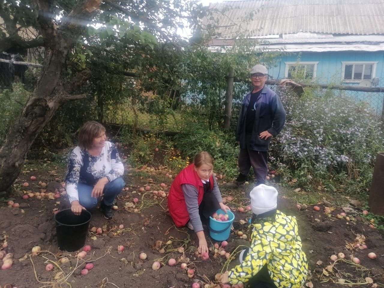 Заинские школьники помогли одиноким и пожилым сельчанам в сборе урожая