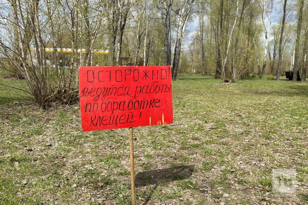 Клещевой боррелиоз: симптомы, профилактика и действия при укусе клеща