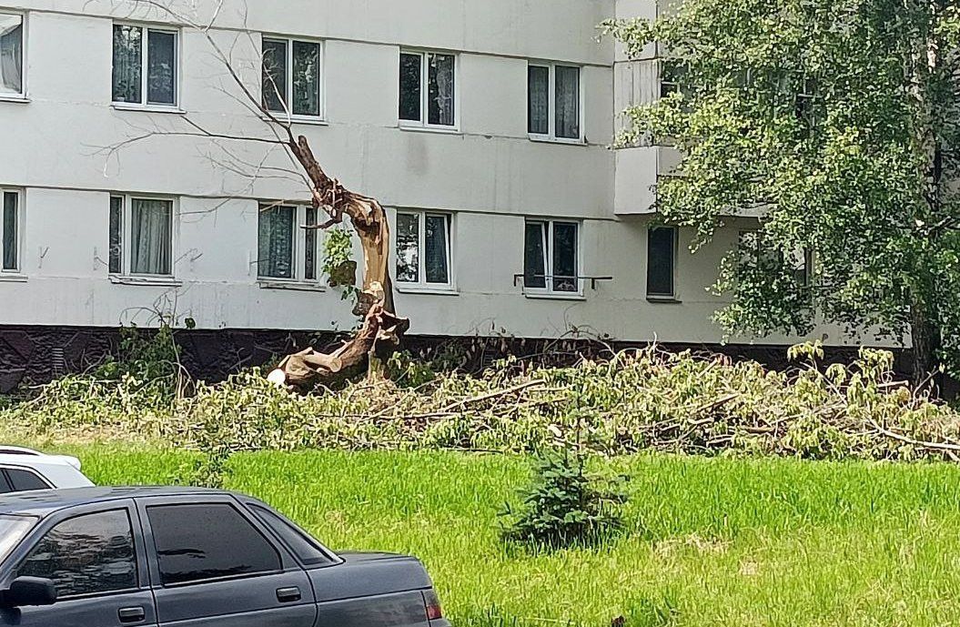 Сильный ветер стал угрозой для высоких деревьев