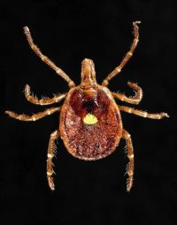 Синдром альфа-гал в 2026 году: опасность укуса клеща и аллергия на мясо