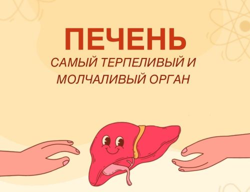 Терпеливый и молчаливый орган: как позаботиться о печени