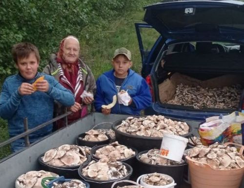 Заинская семья собрала целую машину грибов