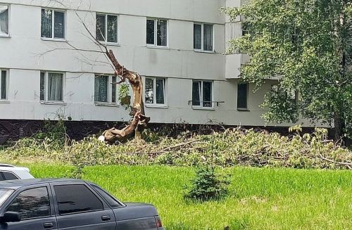 Сильный ветер стал угрозой для высоких деревьев