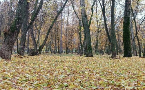 Луков день: народные приметы, запреты и рецепт счастья на 20 сентября