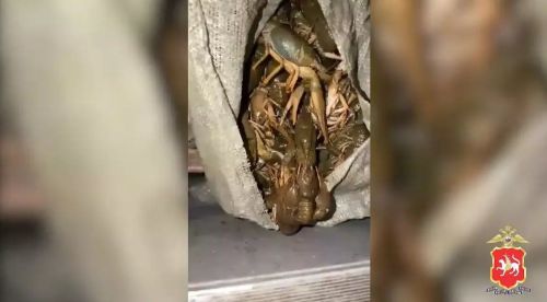 В Татарстане отец с сыном попались на незаконном вылове 12 тысяч раков