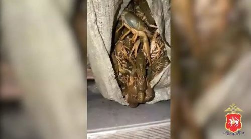 В Татарстане отец с сыном попались на незаконном вылове 12 тысяч раков