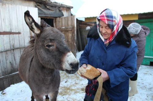 В Заинском районе семья приютила осликов