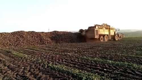 В Заинском районе завершилась сладкая страда