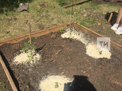 Что сделать в саду и огороде в июне – советы специалиста
