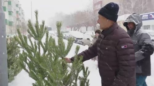 Заинцы больше покупают сосну