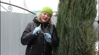 Как создать вечно зеленый сад абсолютно бесплатно?