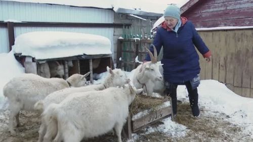 Пенсионерка из Шикмамаево занимается разведением коз и кроликов