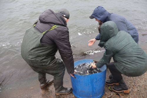 Живые очистители: зачем в Заинское водохранилище выпустили тысячи толстолобиков