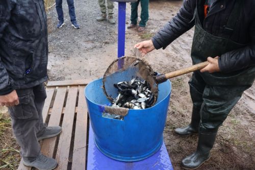Живые очистители: зачем в Заинское водохранилище выпустили тысячи толстолобиков