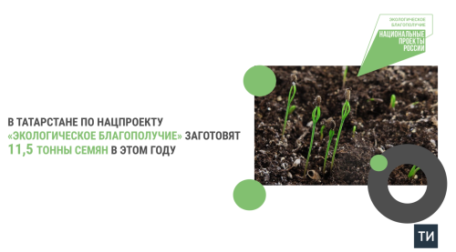 Заготовка 11,5 тонн семян в Татарстане: итоги нацпроекта «Экологическое благополучие»