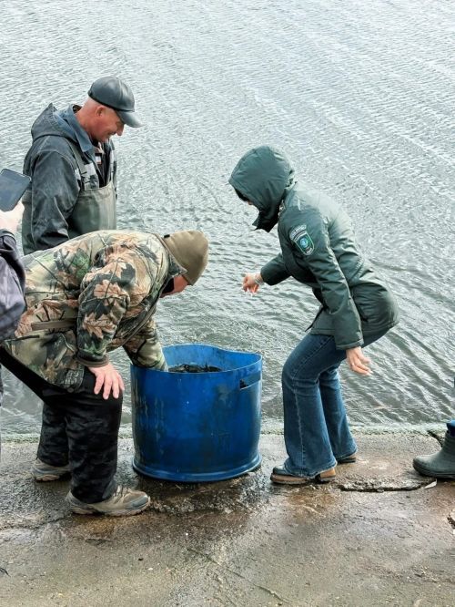 В Заинское водохранилище выпустили около 1000 мальков сазана в рамках экоакции