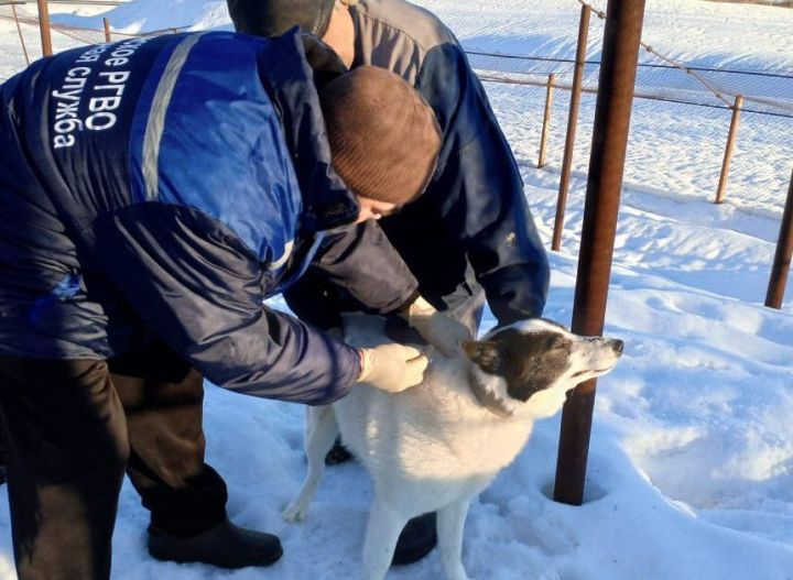 В Заинском районе началась электронная регистрация собак