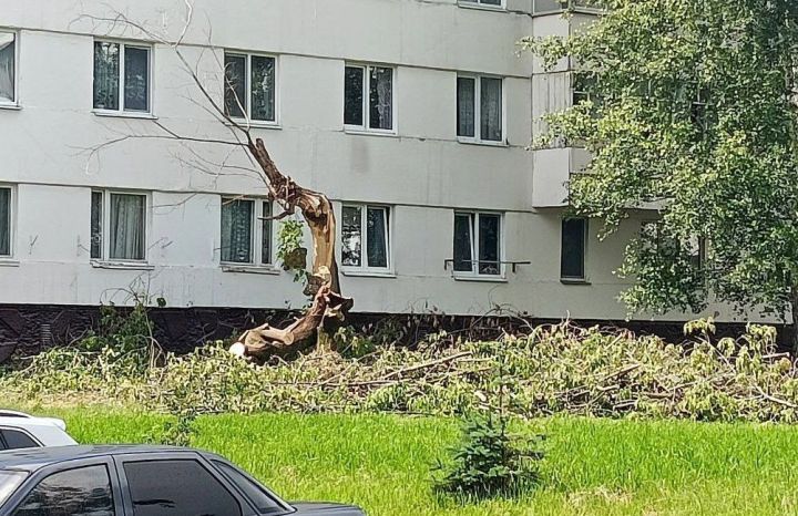 Сильный ветер стал угрозой для высоких деревьев
