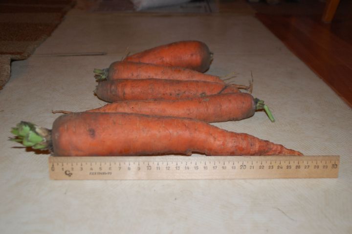 Конкурс "Рекорды осени": "морковные" успехи заинцев