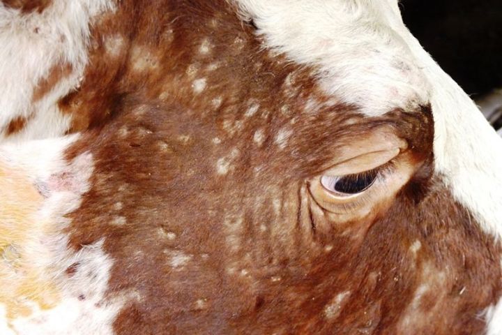 В Заинском районе стартовала вакцинация скота против коварной болезни