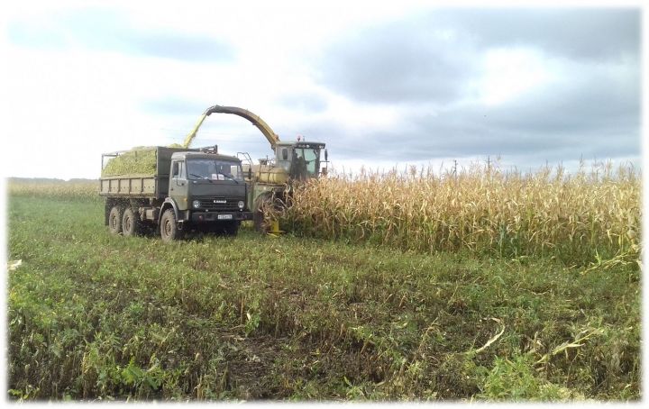 Уборка кукурузы на силос и подсолнечника в Заинском районе идет по плану