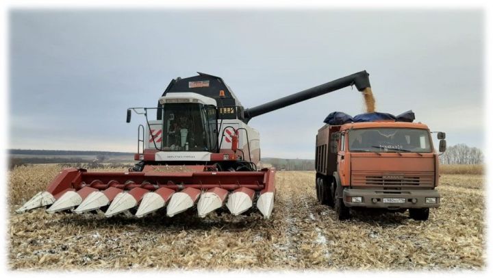 Заинские аграрии приступили к уборке кукурузы на зерно
