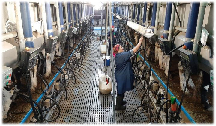 Завоз бычков и валовый надой молока в Заинском районе