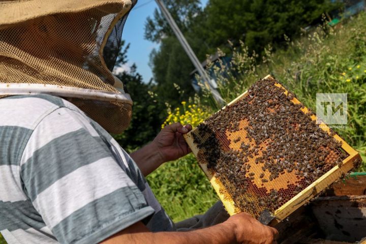 Эксперт: Массовая гибель пчел в Татарстане связана со вспышкой численности капустной моли
