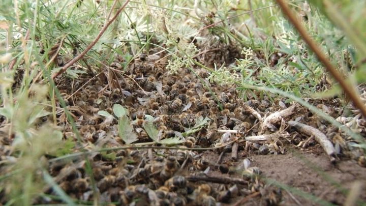 Названа причина массовой гибели пчел в Заинском районе