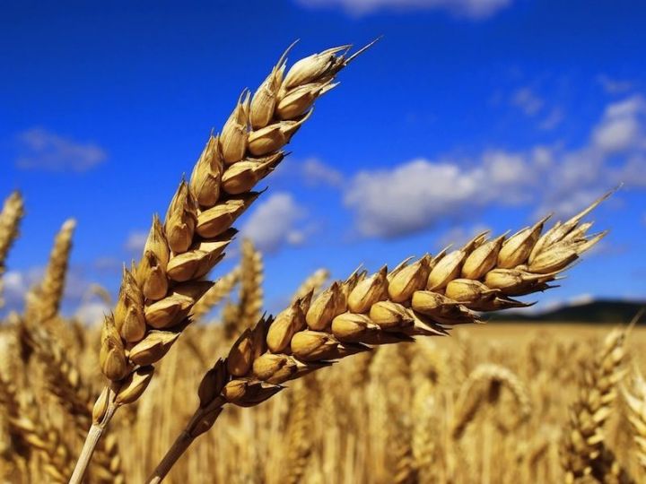 Рустам Минниханов поздравил земледельцев Заинского района, которые в числе первых в Татарстане завершили уборку зерновых культур