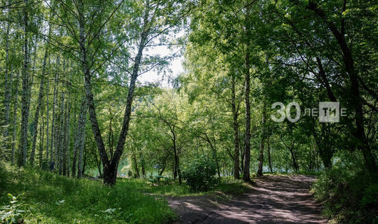 Вдоль трассы М12 в Татарстане посадят осины «из пробирки»