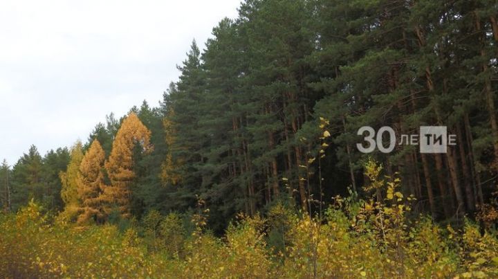 За год по нацпроекту «Экология» в Татарстане восстановили более 2,5 тыс. гектаров леса