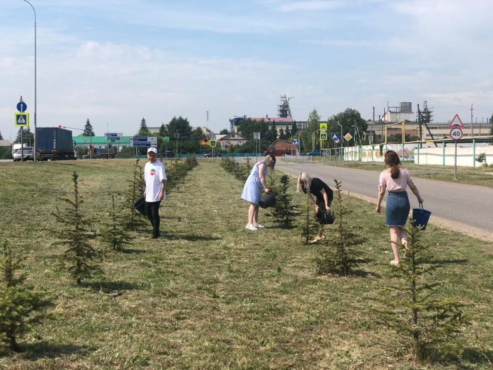 В Заинске активисты организовали полив хвойных деревьев