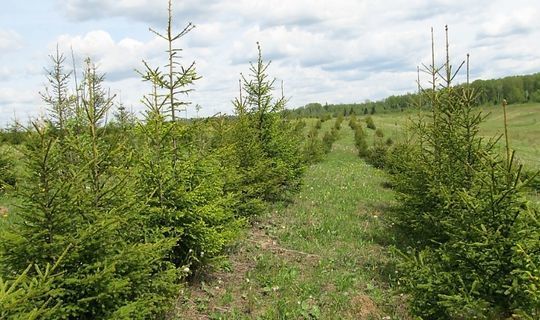 Благодаря нацпроекту «Экология» в Татарстане восстановили леса на площади почти 1000 га