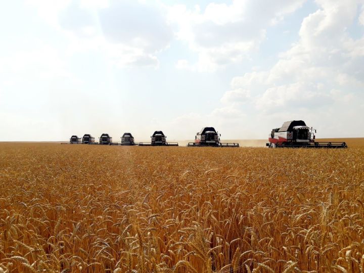 Заинский район показывает самую высокую урожайность зерновых