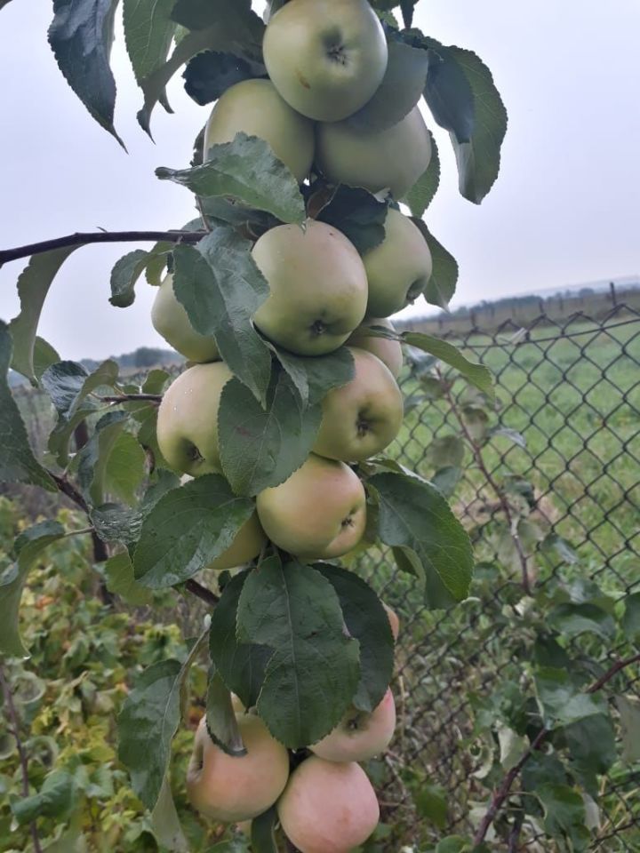 Яблочный Спас в этом году в Заинском районе пройдет онлайн