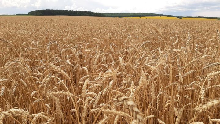 Заинский район показывает самую высокую урожайность зерновых в Татарстане