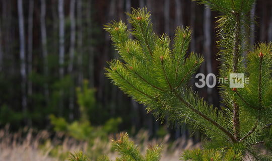 Лесники Татарстана выполнили план по лесовосстановлению на несколько лет раньше