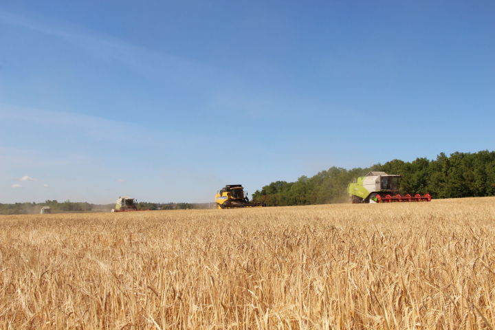 В Заинском районе уборка зерна ведется высокими темпами